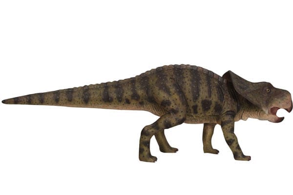 Protoceratops Dinosaur
