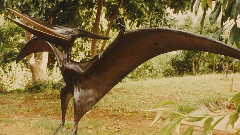 Natureworks Australia Pteranodon Dinosaur Standing m Wingspan Brown S