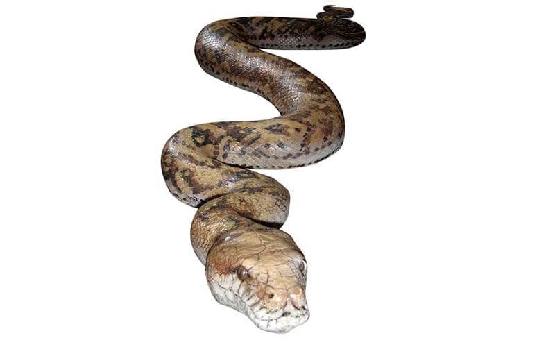 Python Amethystine