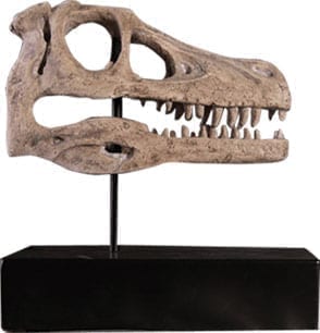 Raptor Fossil Skull on Base