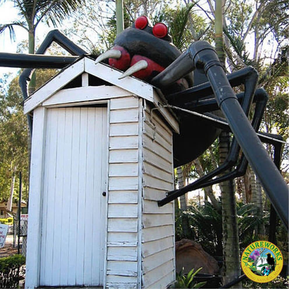 Natureworks Australia Redback Spider Front View