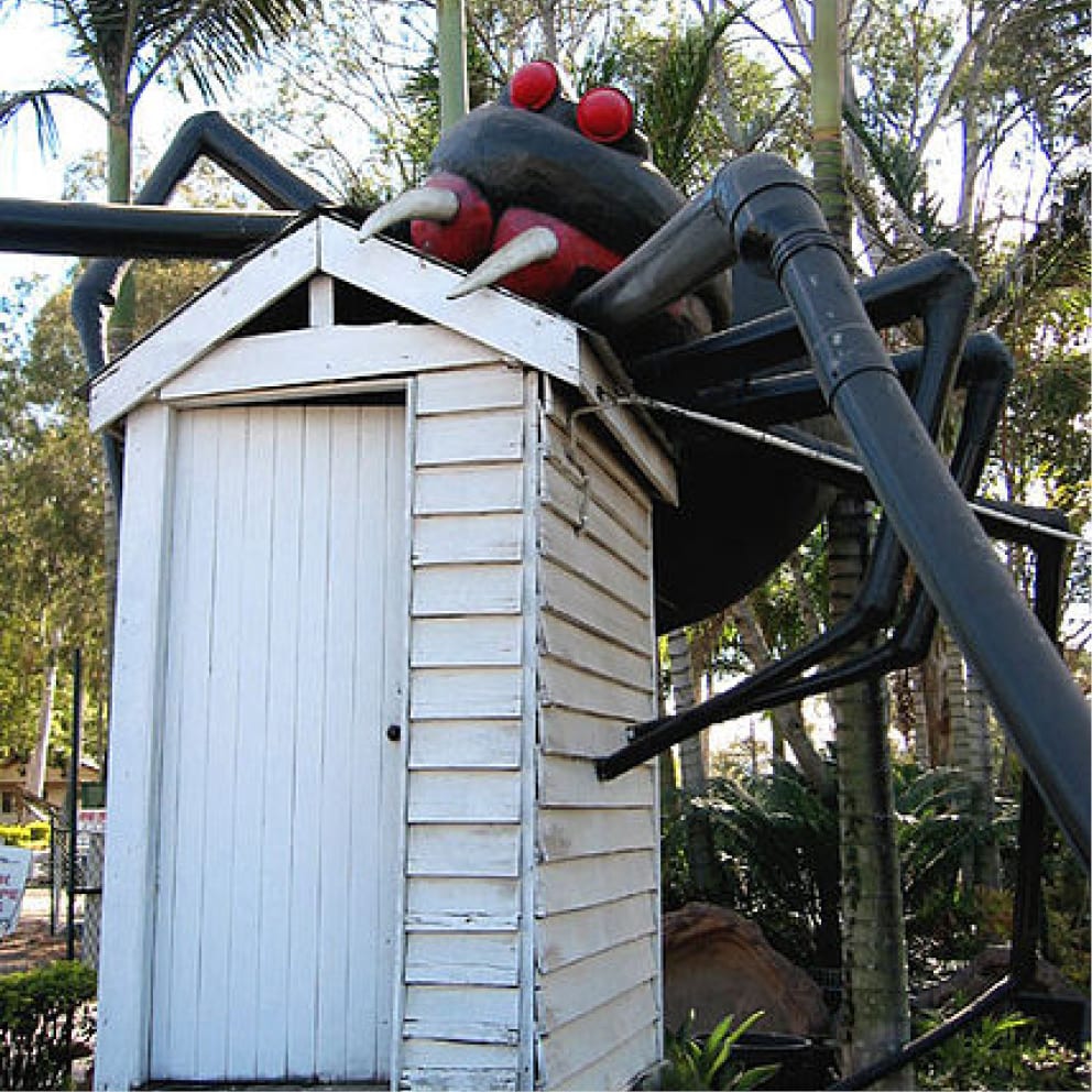 Natureworks Australia Redback Spider Front View