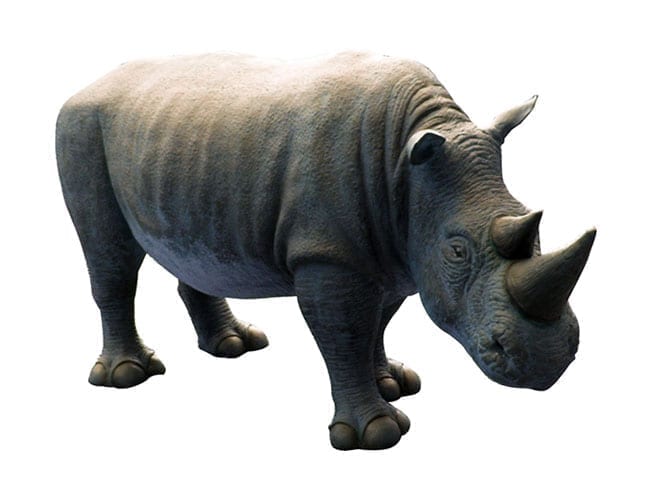 Rhinoceros Calf Black