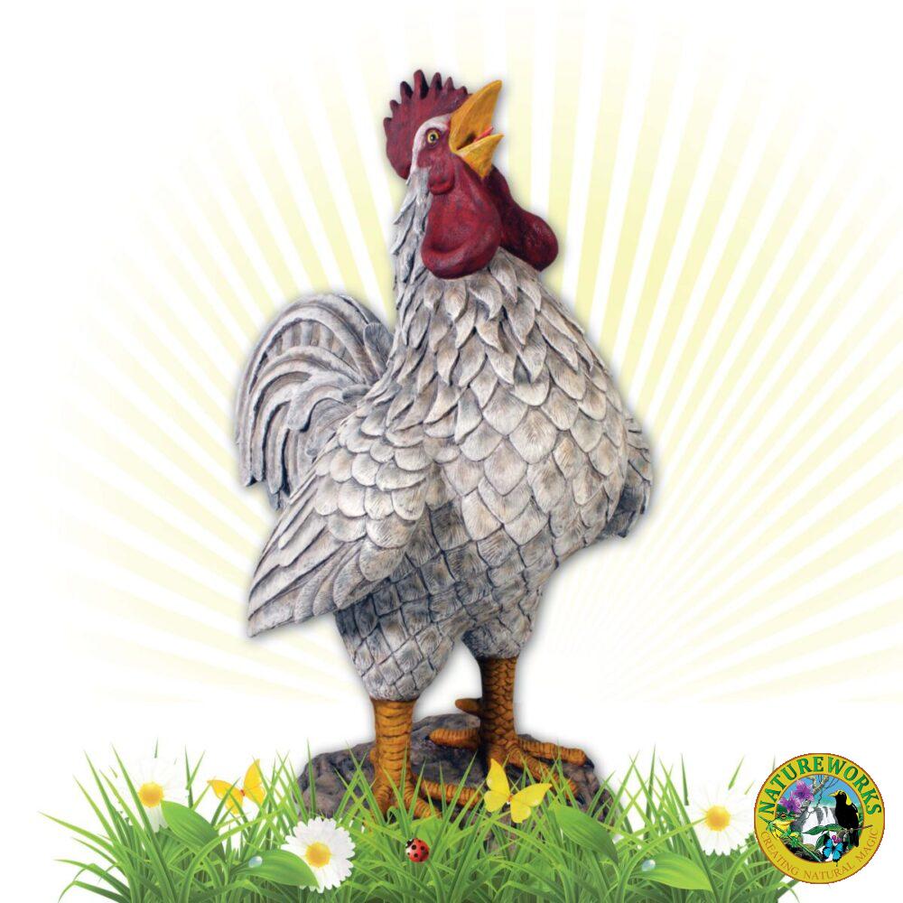 Natureworks Australia Rooster - Colossal barnyard white - 110114 - - shown with early morning sun rays