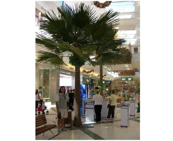 Royal Fan Palm In Situ