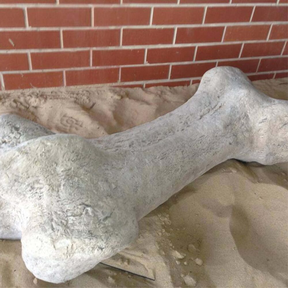 Sauropod Dinosaur Femur fossil bone replica - 080129 in a roman stone fossil finish- shown in sandpit
