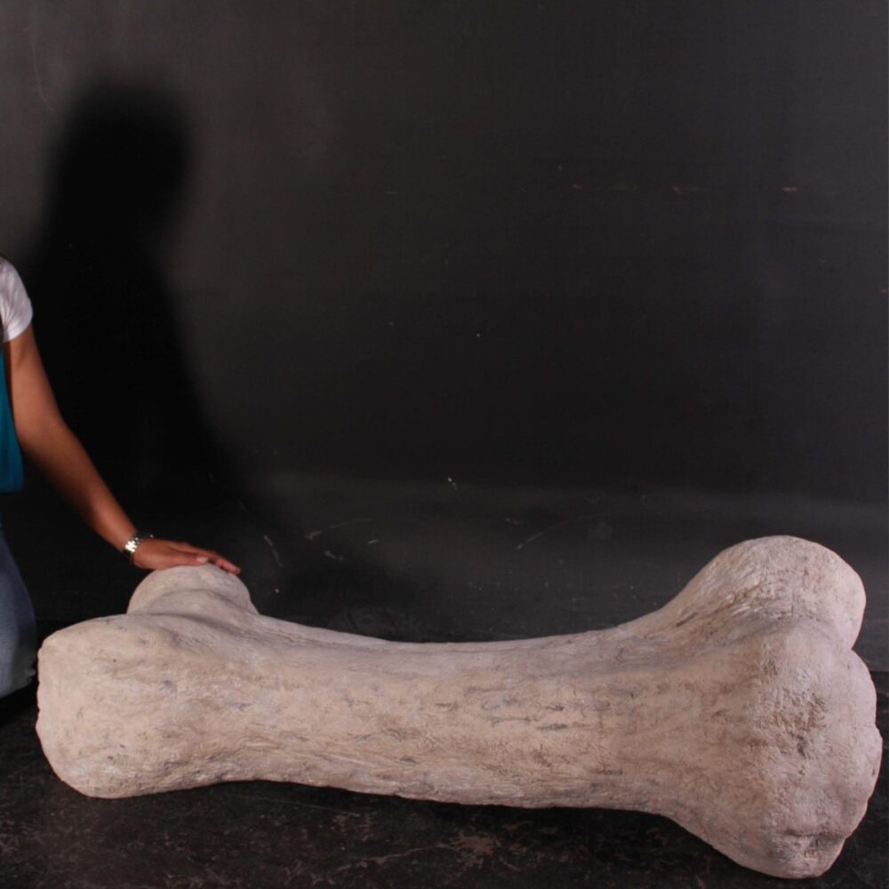 Sauropod FDinosaur Femur fossil bon rplica - 080129 in a roman stone fossil finish- shown with lady