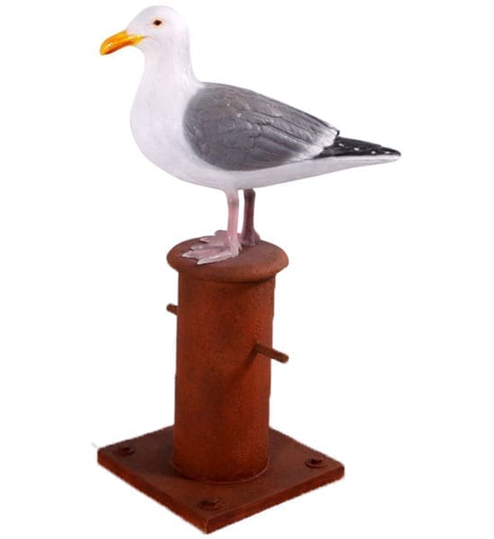 Seagull On Bollard