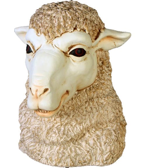 Sheep Head Grinning