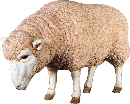 Sheep Merino Ewe Grazing Adult
