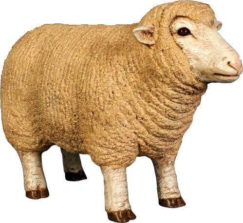 Sheep Merino Ewe Head Up Small