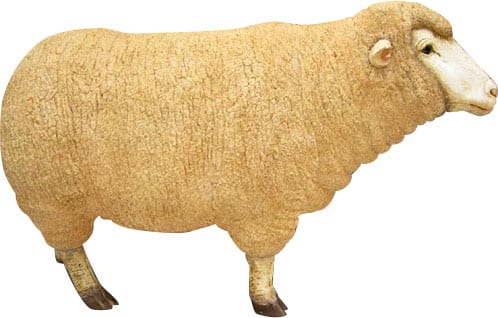 Sheep Merino Ewe Head Up Adult