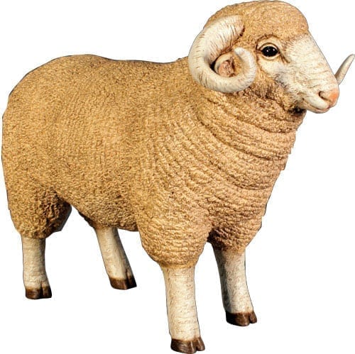 Sheep Ram Merino Small
