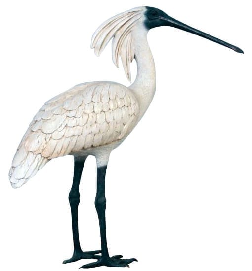 Spoonbill Royal