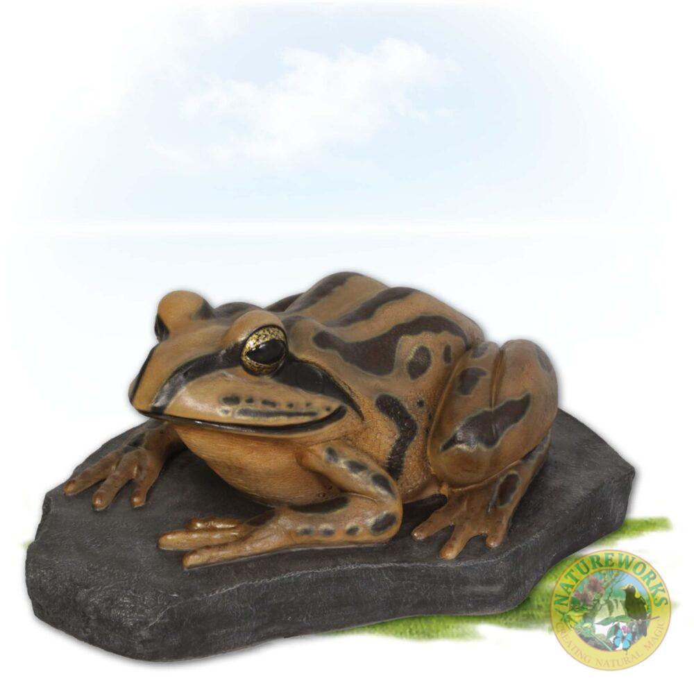Striped Marsh Frog on Rock - shown front angle view