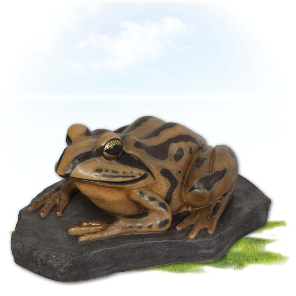 Striped Marsh Frog on Rock - shown front angle view
