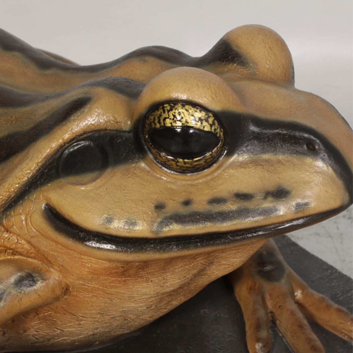 Natureworks Australia Striped Marsh Frog on Rock - showing close up of head-120070- climb and play frog for landscape architects