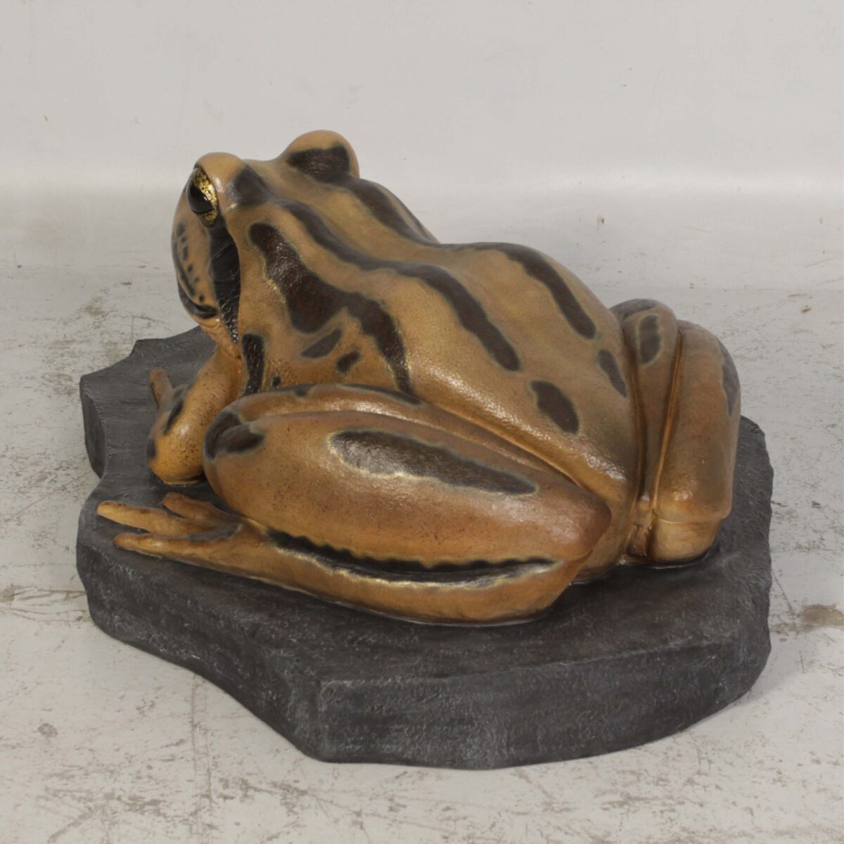 Natureworks Australia Striped Marsh Frog on Rock -Rear angle view120070