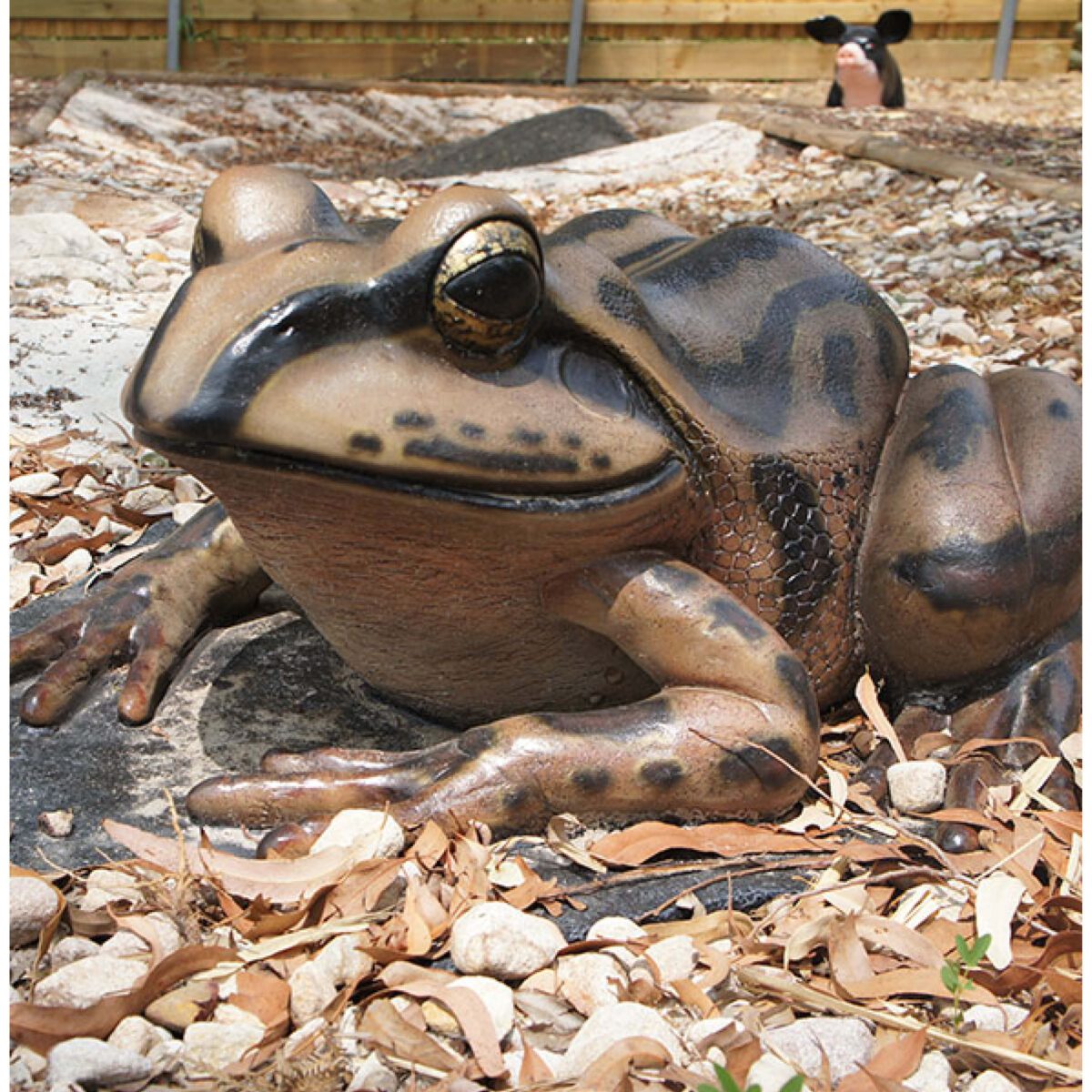 Natureworks Australia Striped Marsh Frog on Rock - shown in daycare centre outside -120070 -Image 2