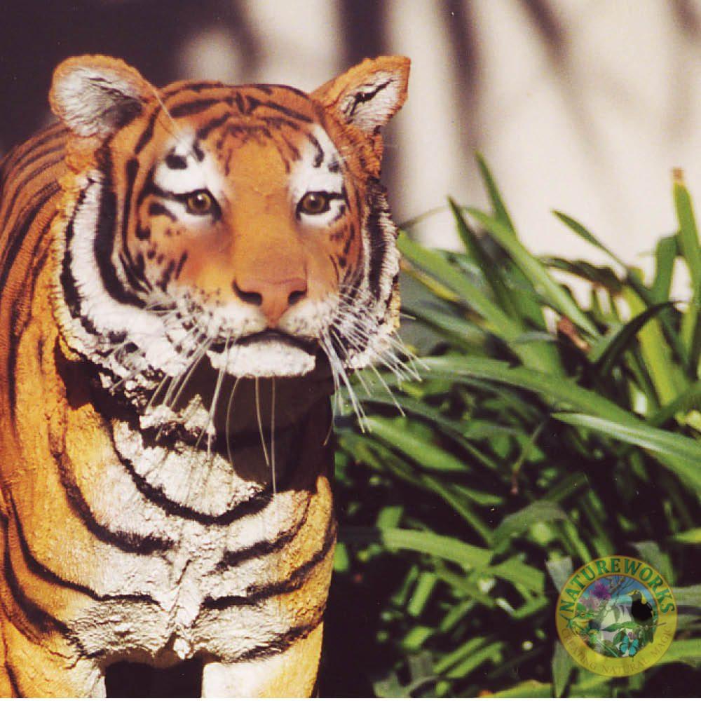 Natureworks Australia Sumatran Tiger - Image 5