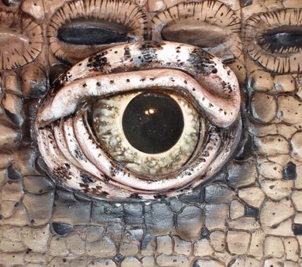 Supercrocodile Eye Sydney Aquarium