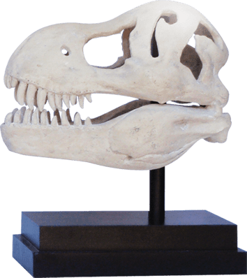 T Rex Dinosaur Skull on Base