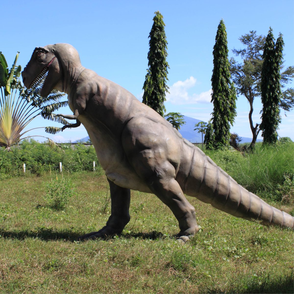 Natureworks Australia T_Rex_Dinosaur_Standing_Large-080126 - rear side view