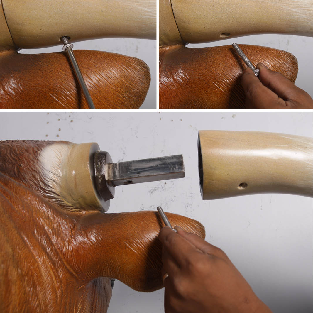 Natureworks Australia Texas Longhorn bull- life-size replica - showing detached horn and fixings view-170163