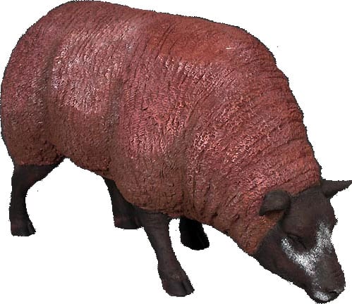 Texelaar Ewe Head Down Brown BR