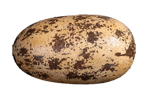 Natureworks Australia Theropod inch