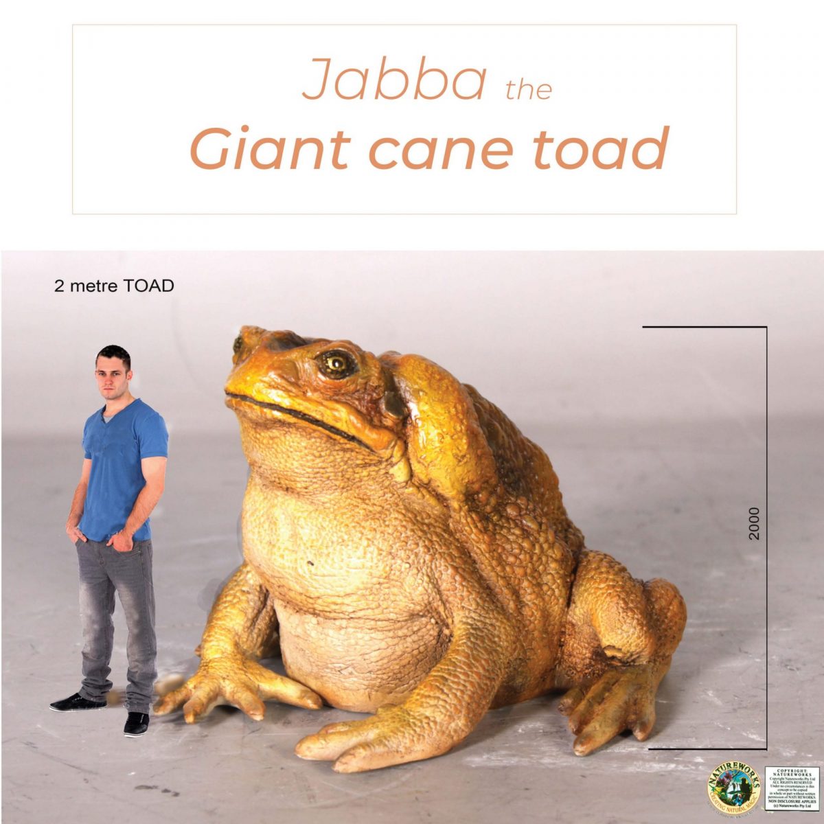 Natureworks Australia Toads - Cane Toad - Giant 2m high_size comparison