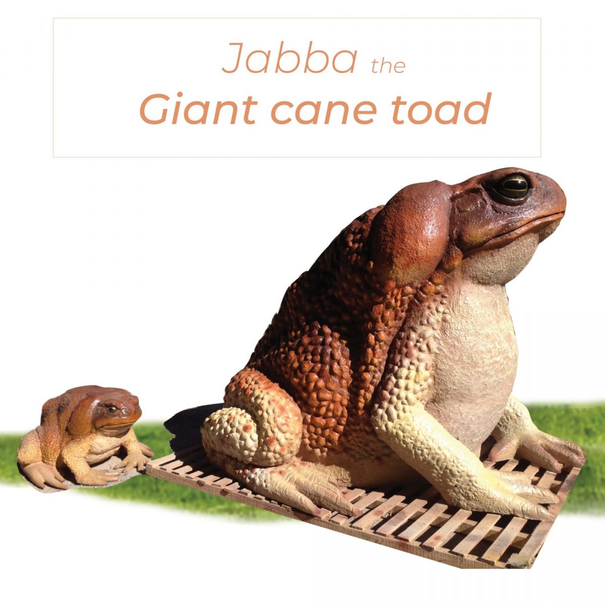 Natureworks Australia Toads - Cane Toad - Giant 2m high_with smaller toad
