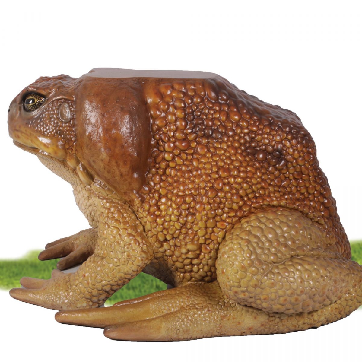 Natureworks Australia Toads - Cane Toad Table_160254_Side View of base