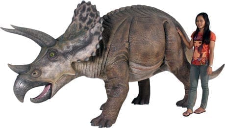 Triceraptors Dinosaur Medium