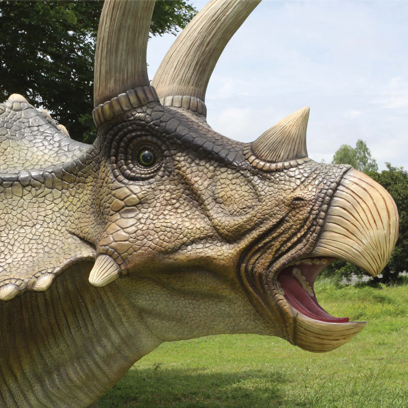 Natureworks Australia Triceratops dinosaur - Giant - SKU 140098 - close up of head detail