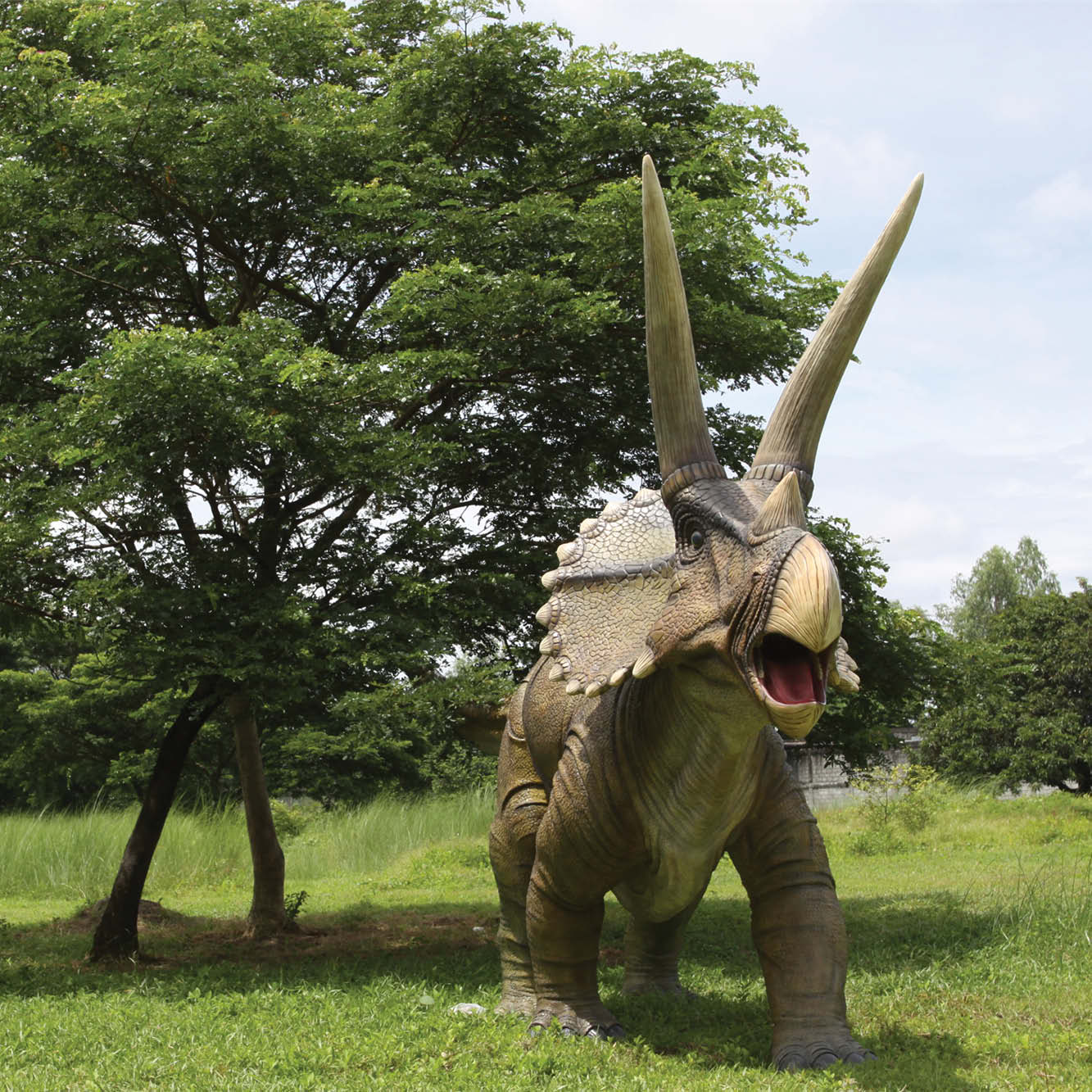 Natureworks Australia Triceratops dinosaur - Giant - SKU 140098 - front view