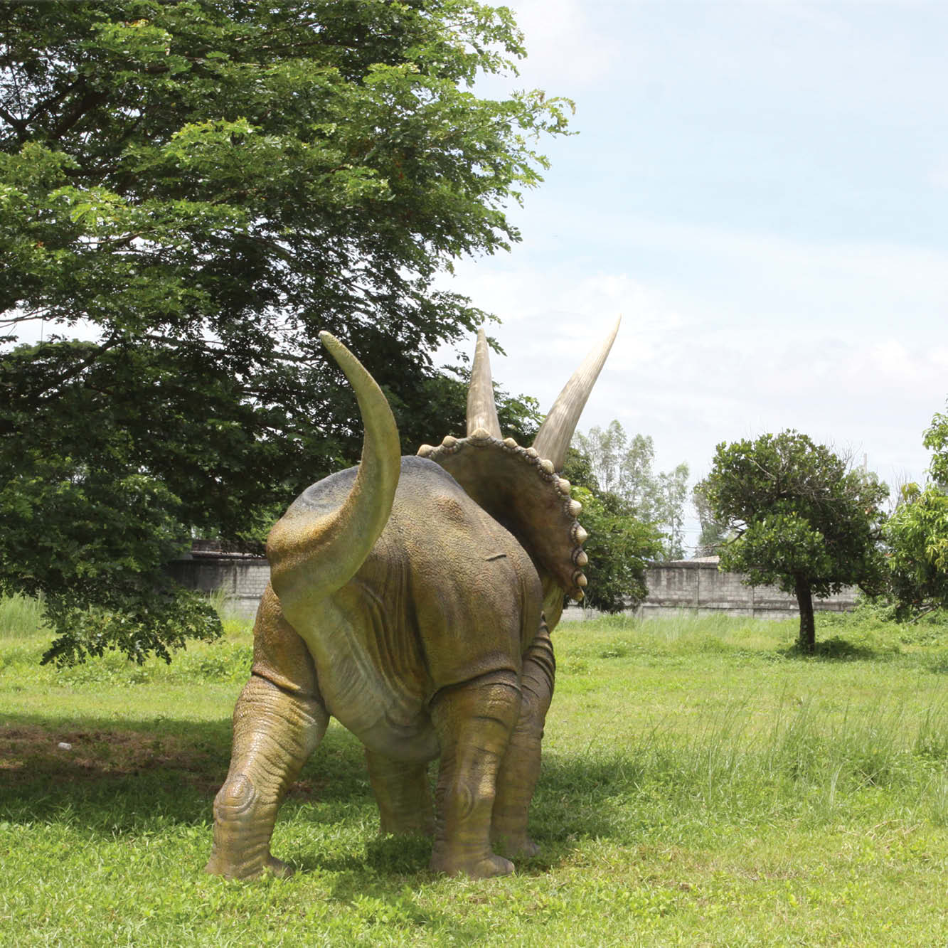 Natureworks Australia Triceratops dinosaur - Giant - SKU 140098 - rear view