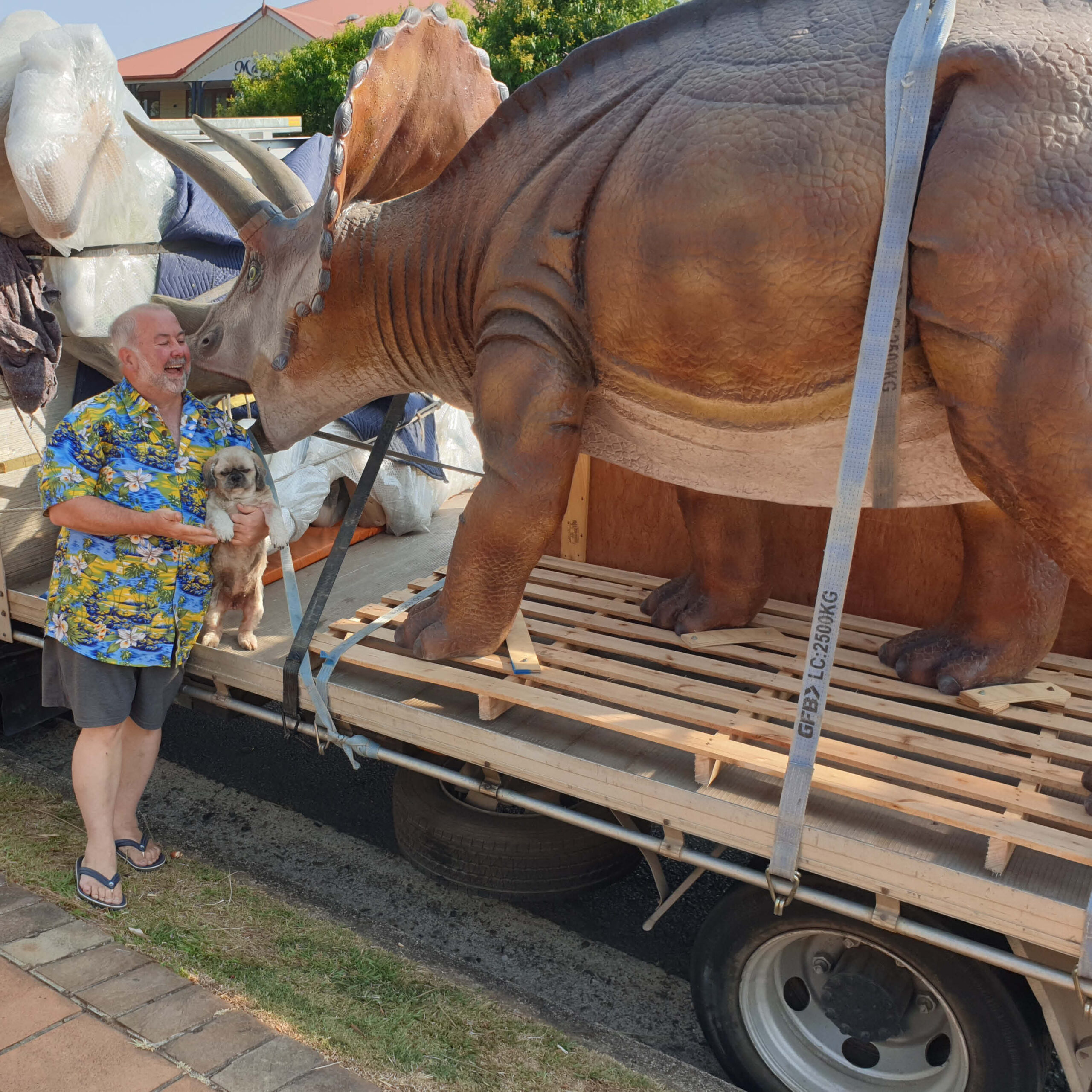 Natureworks Australia Triceratops - Medium 100048 - delivery to customer at Montville restaurant 100048- on truck talking to customer