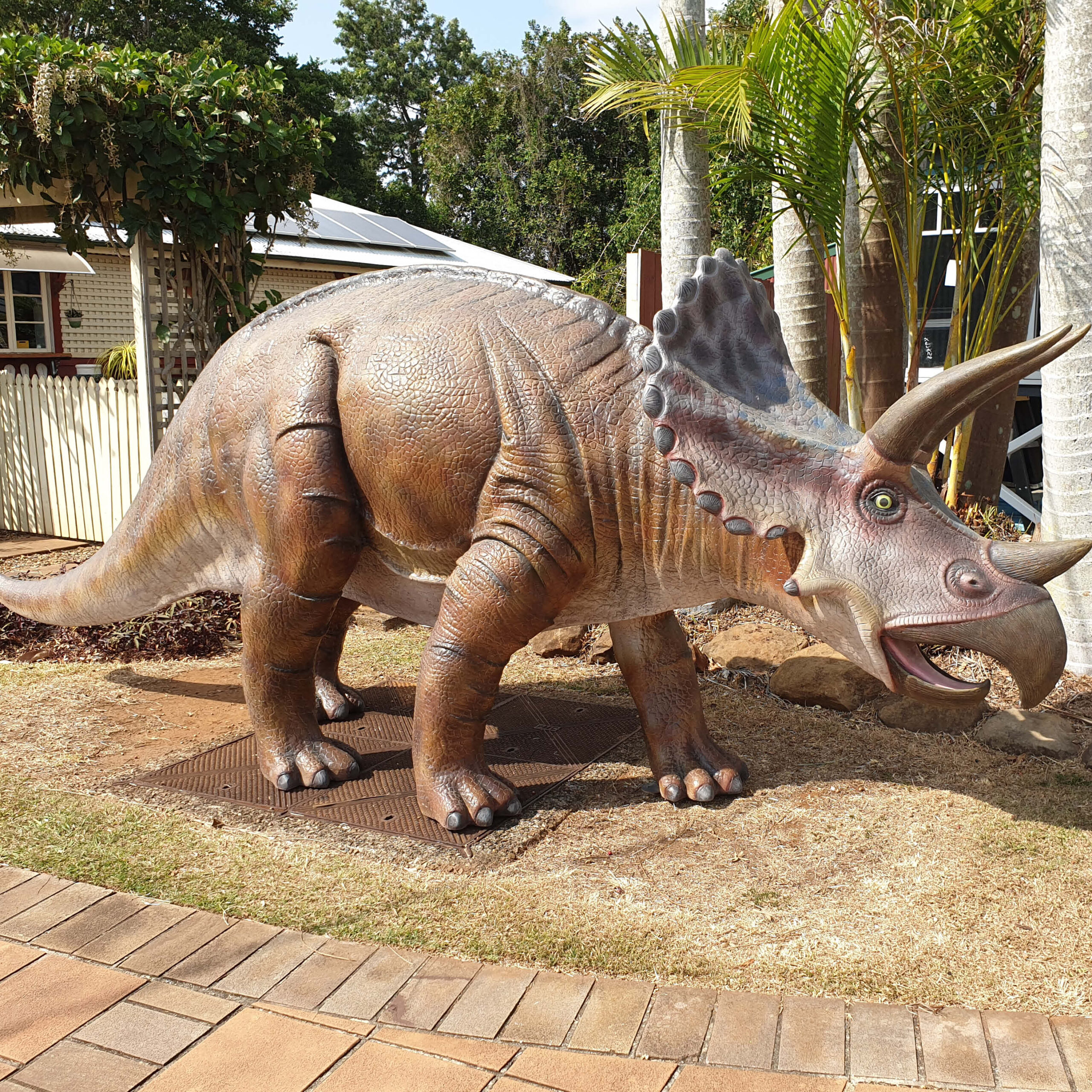 Natureworks Australia Triceratops - Medium 100048 - delivery to customer at Montville restaurant 100048- shown delivered to cutomer