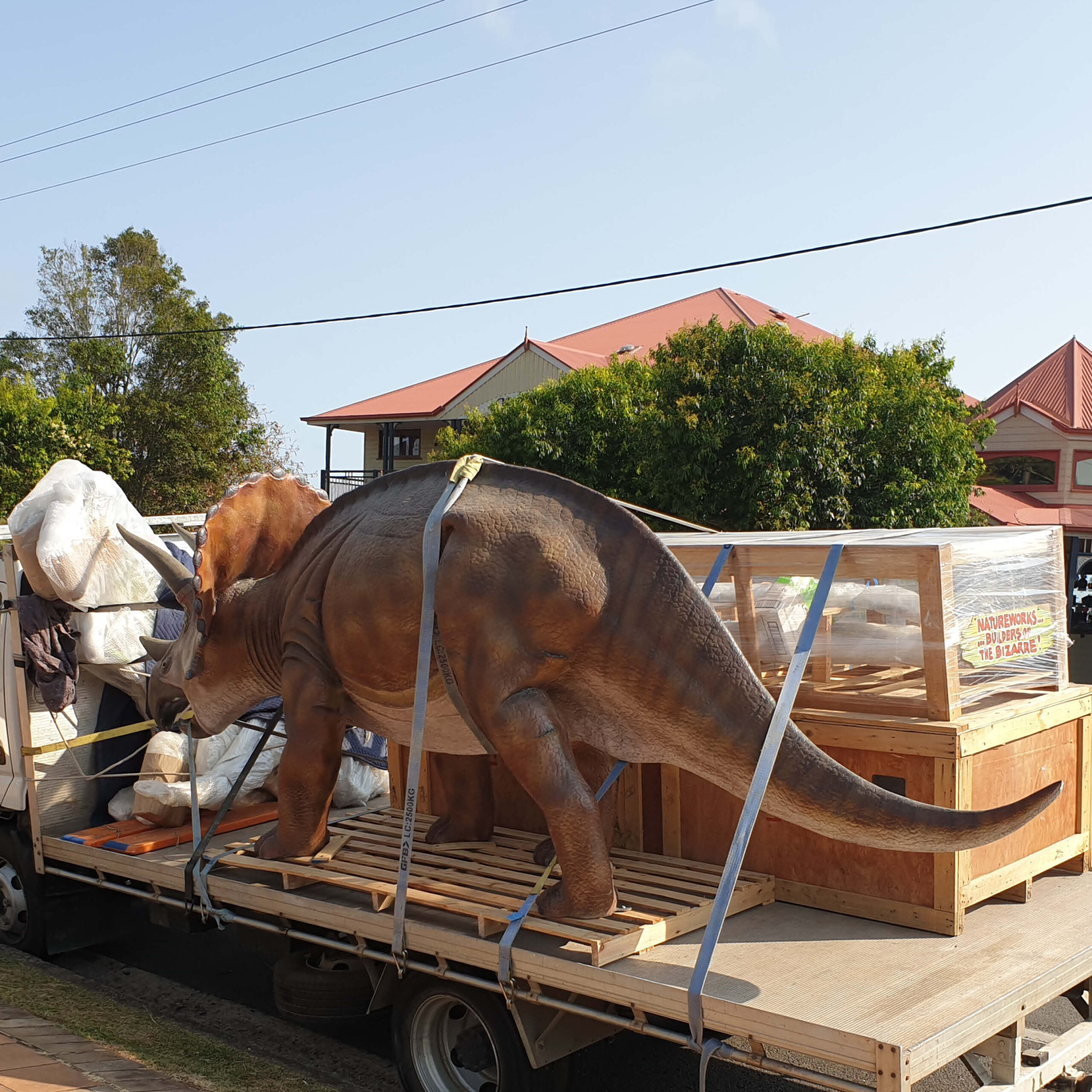 Natureworks Australia Triceratops - Medium 100048 - delivery to customer at Montville restaurant 100048 - side view on truck