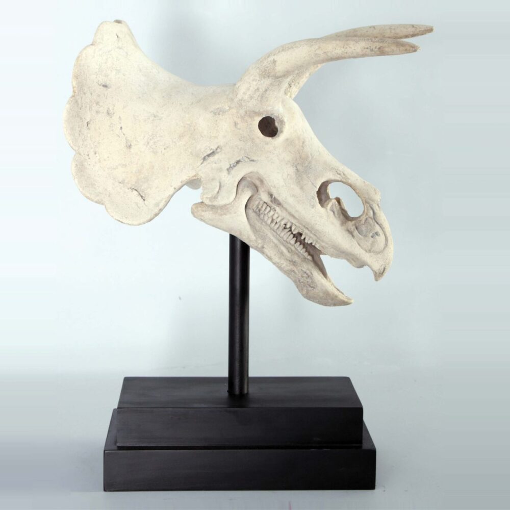 Triceratops Skull Fossil on metal black base - 080046 - showing side view