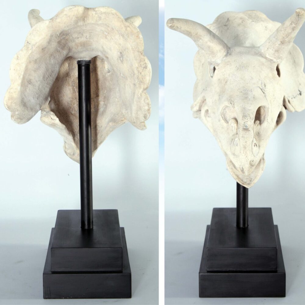 Triceratops Skull Fossil on metal black base - 080046 - showing front and rear view
