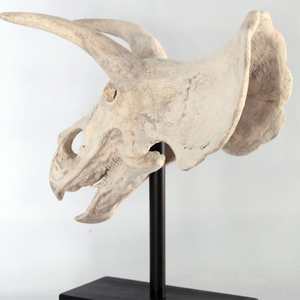 Triceratops Skull Fossil on metal black base - 080046 - Showing rear angle view