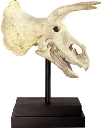 Natureworks Australia Triceratops Dinosaur Fossil Skull on Base