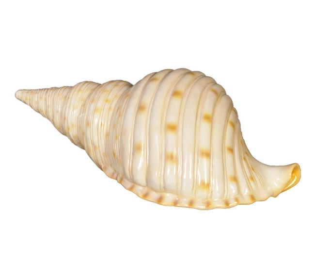 Triton Shell