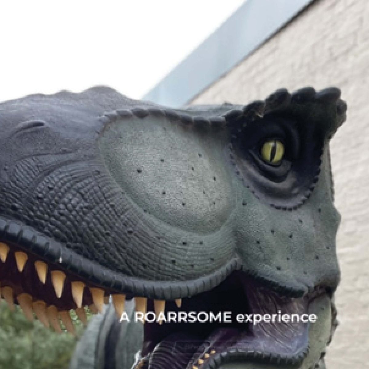 Natureworks Australia Tyrannosaurus Rex Dinosaur Walking - Shown at customer show