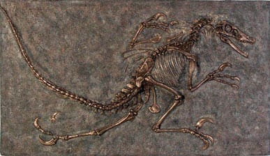 Velociraptor Fossil Wall Frieze Natural VFWFN