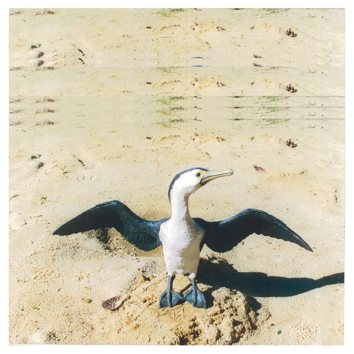 Natureworks Australia PiedCormorantbird Standingwingsopen