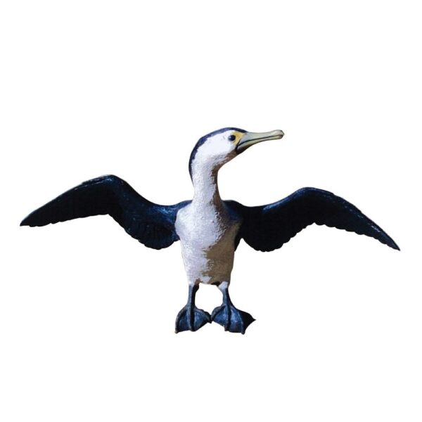 CormorantPiedbird  Standingwingsopen