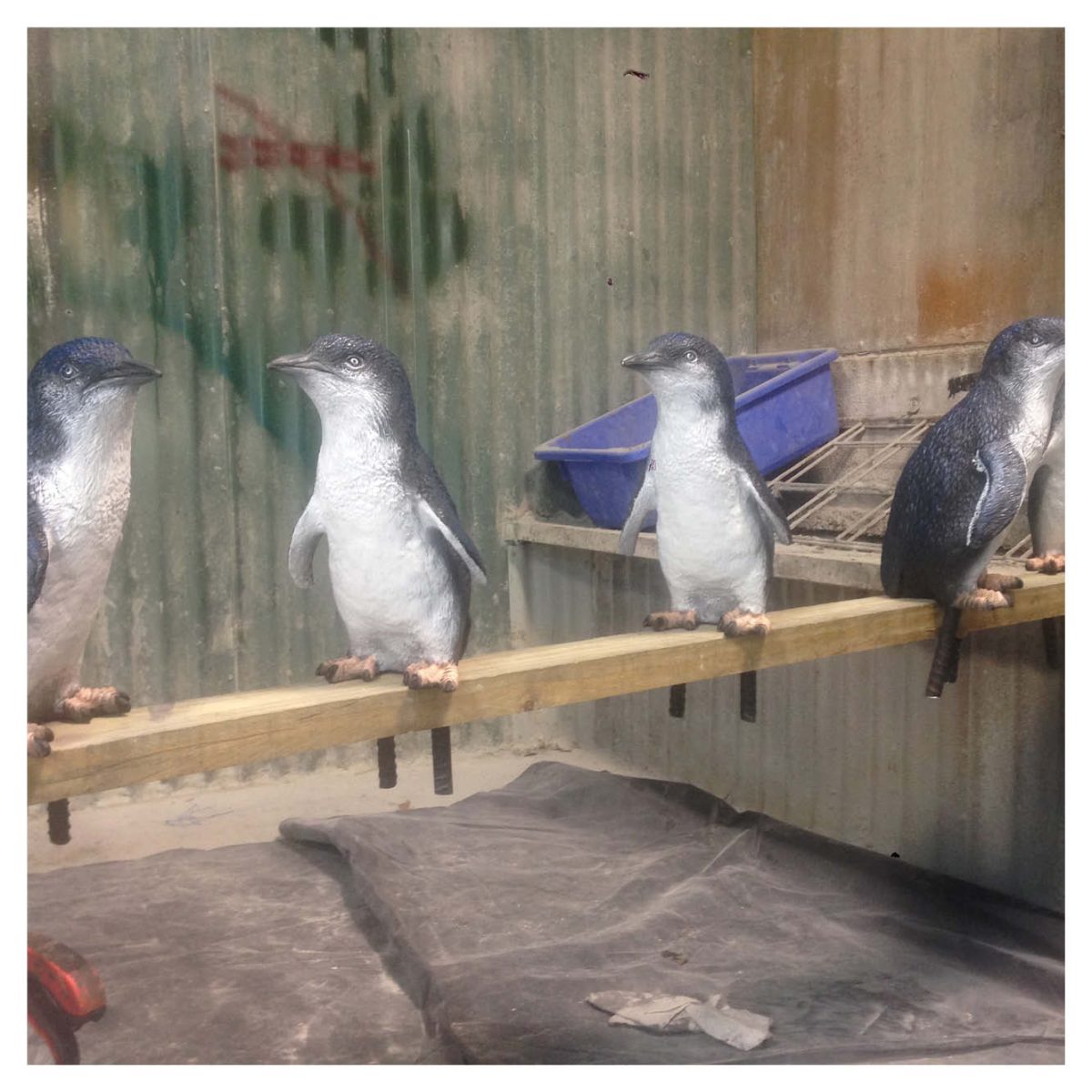 Natureworks Australia Water Birds Penguin Set fairy penguins Product Image V px px